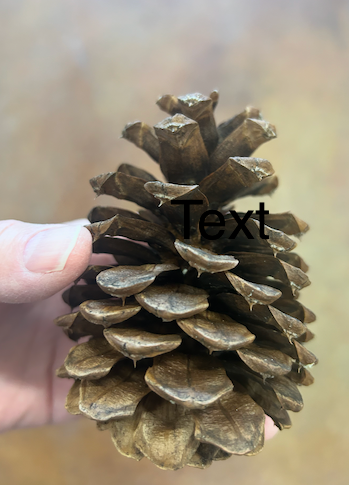Pinecone