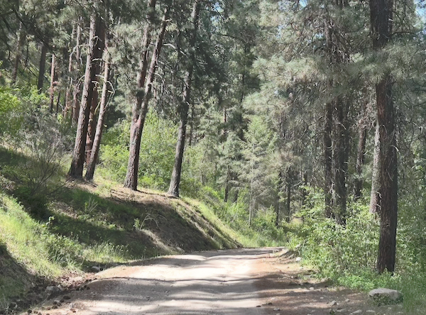 Winding Road with Ponderosa Pines